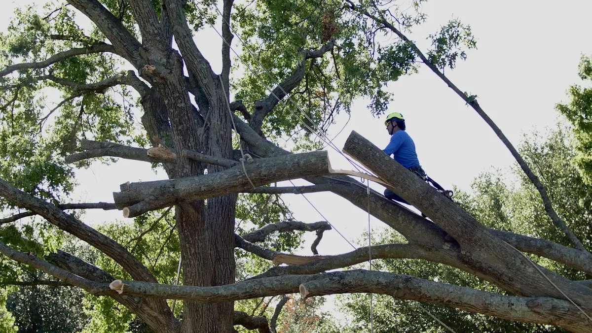 Professional Hazardous Tree Removal performed by certified arborists in Fence